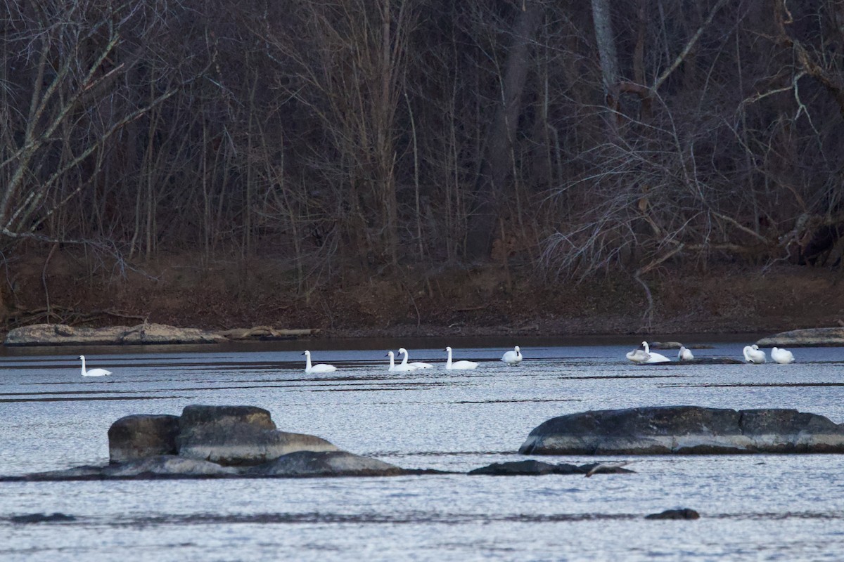 小天鵝(columbianus) - ML646851080