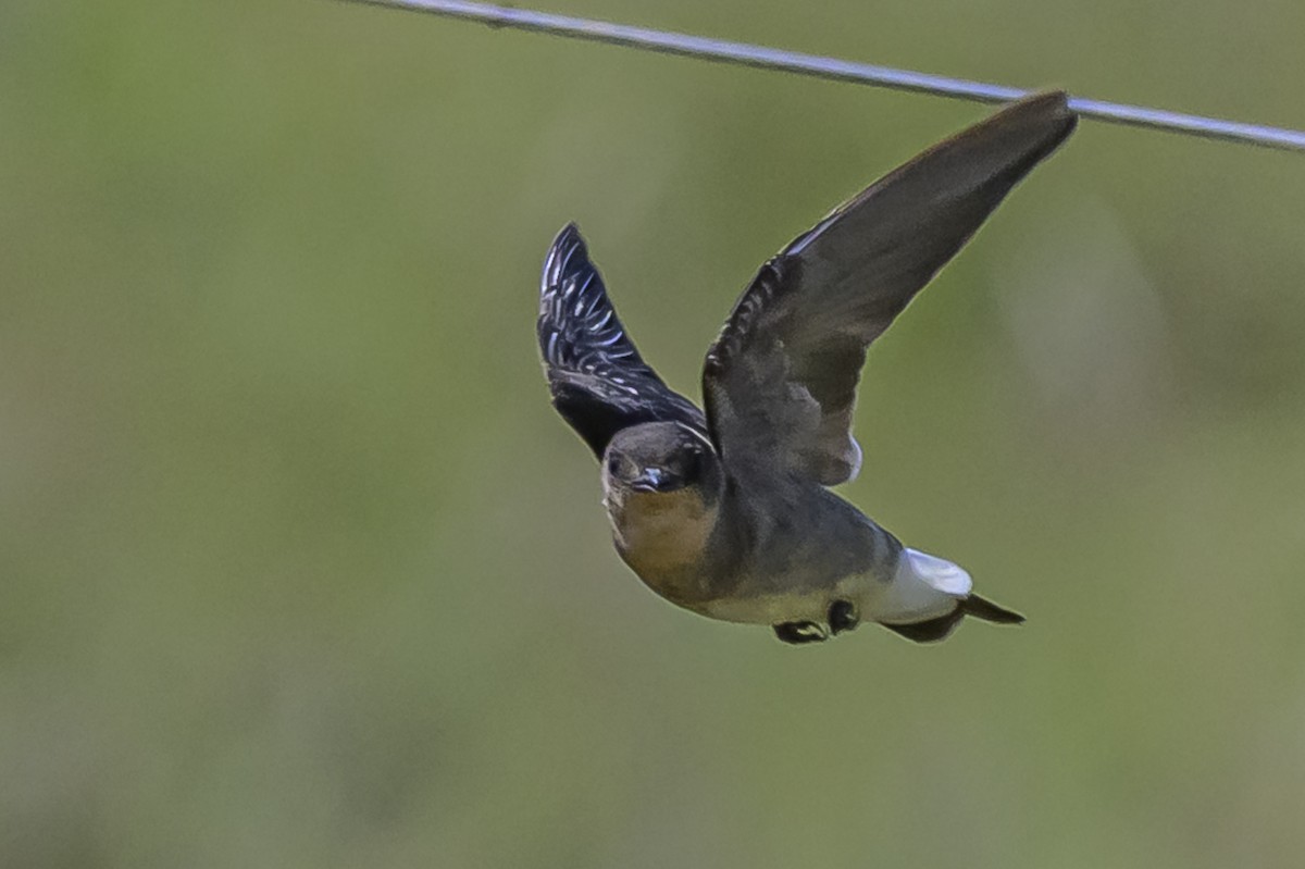 Zimtkehlschwalbe - ML646851082