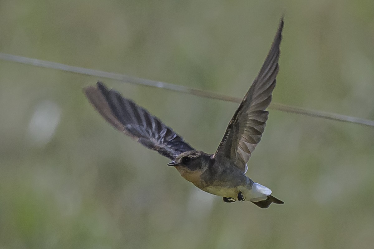 Zimtkehlschwalbe - ML646851083