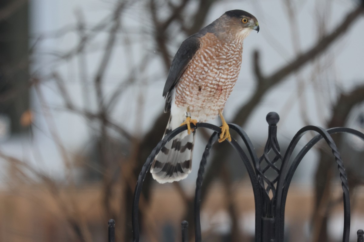 Куперов ястреб - ML646851084