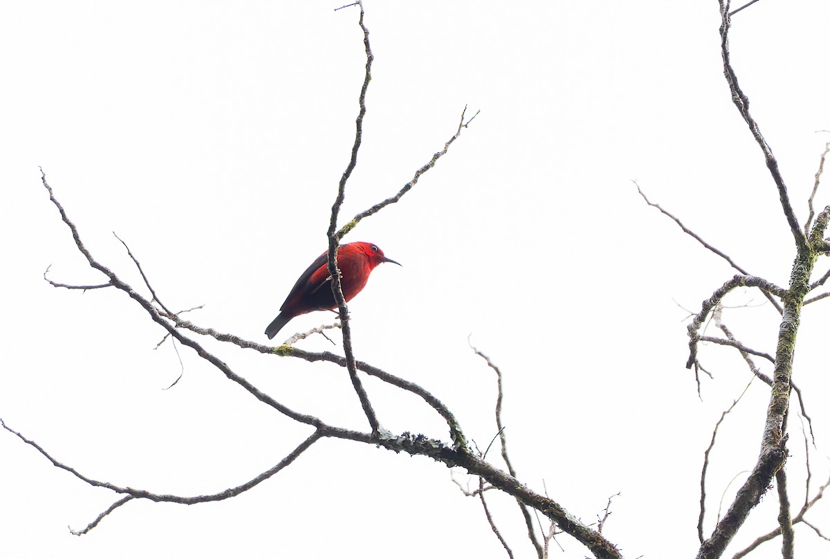 Wakolo Myzomela (Buru) - ML646851085