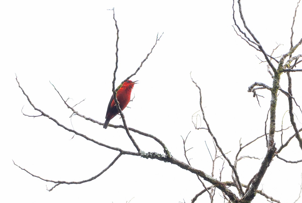 Wakolo Myzomela (Buru) - ML646851086