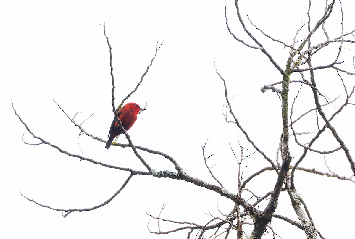 Wakolo Myzomela (Buru) - ML646851087