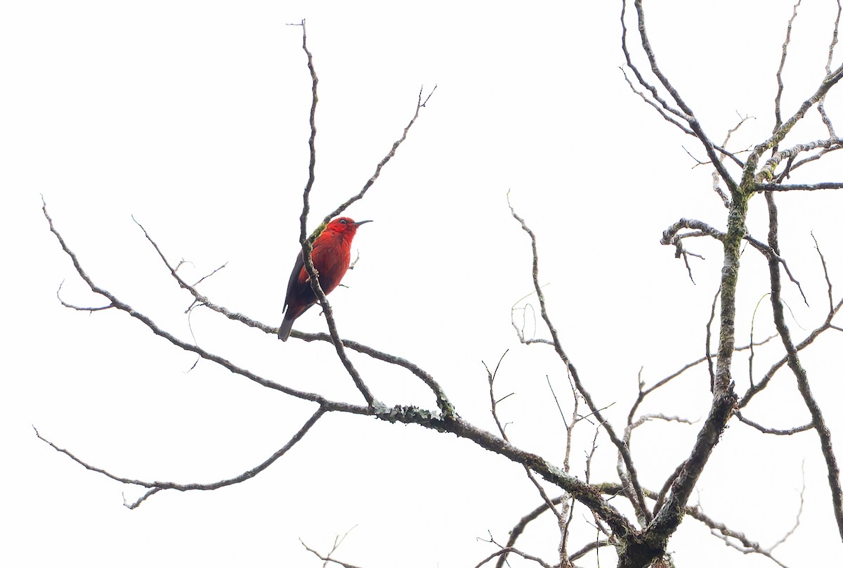 Wakolo Myzomela (Buru) - ML646851088