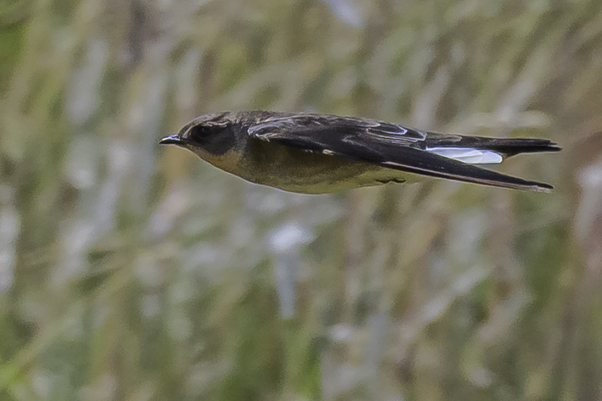 Zimtkehlschwalbe - ML646851089