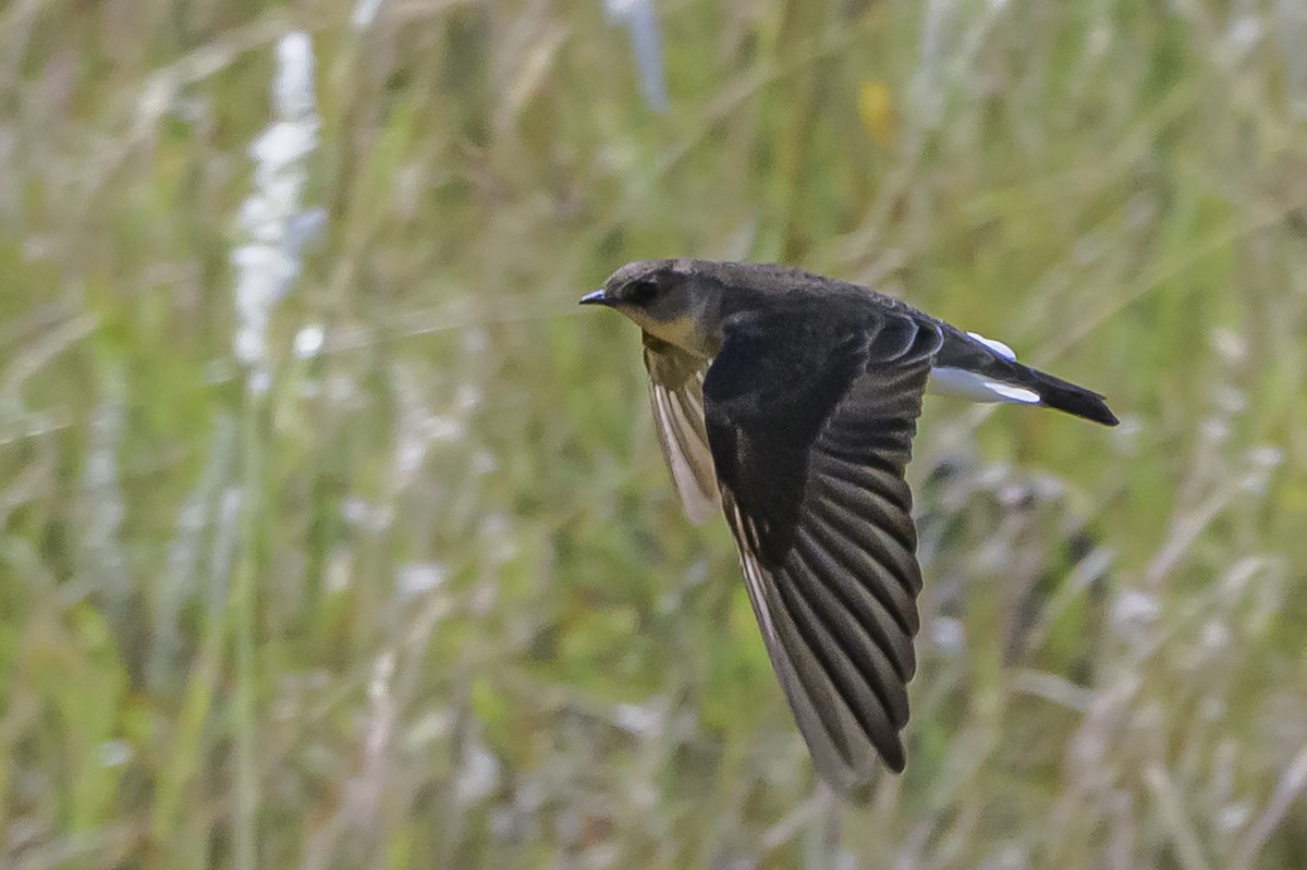 Zimtkehlschwalbe - ML646851091