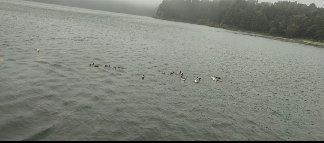 Stockente - ML646851092