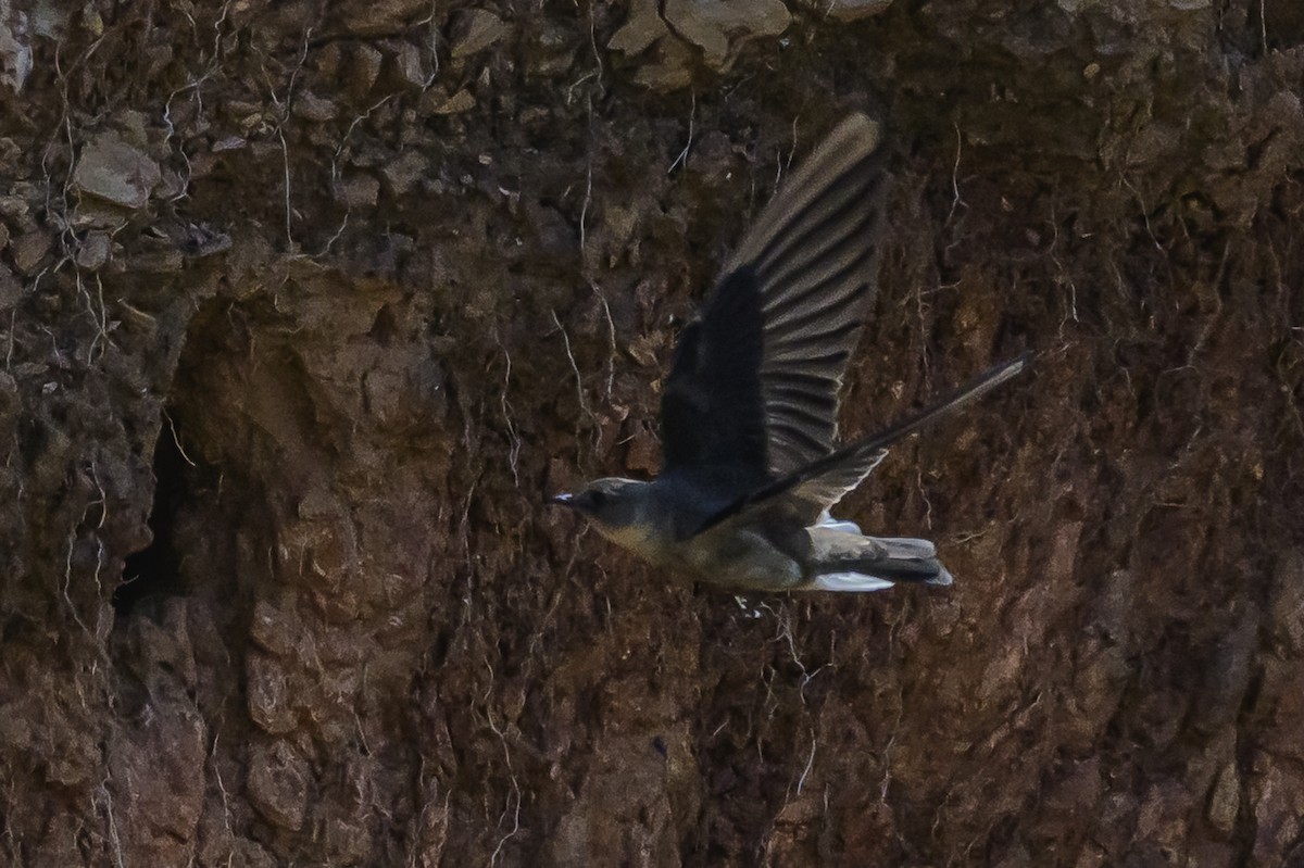 Zimtkehlschwalbe - ML646851094