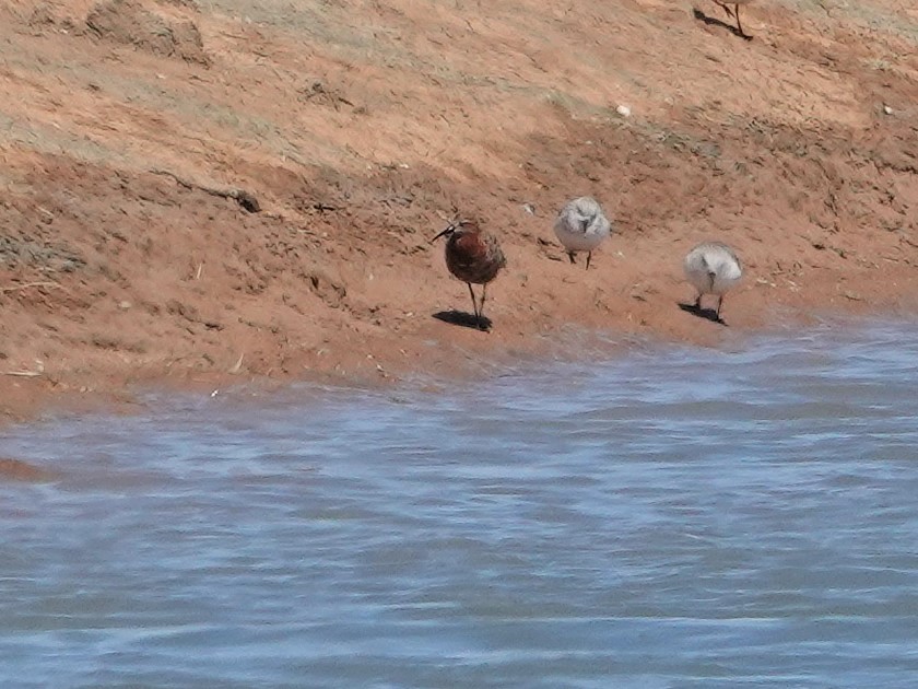 Piovanello comune - ML646851095