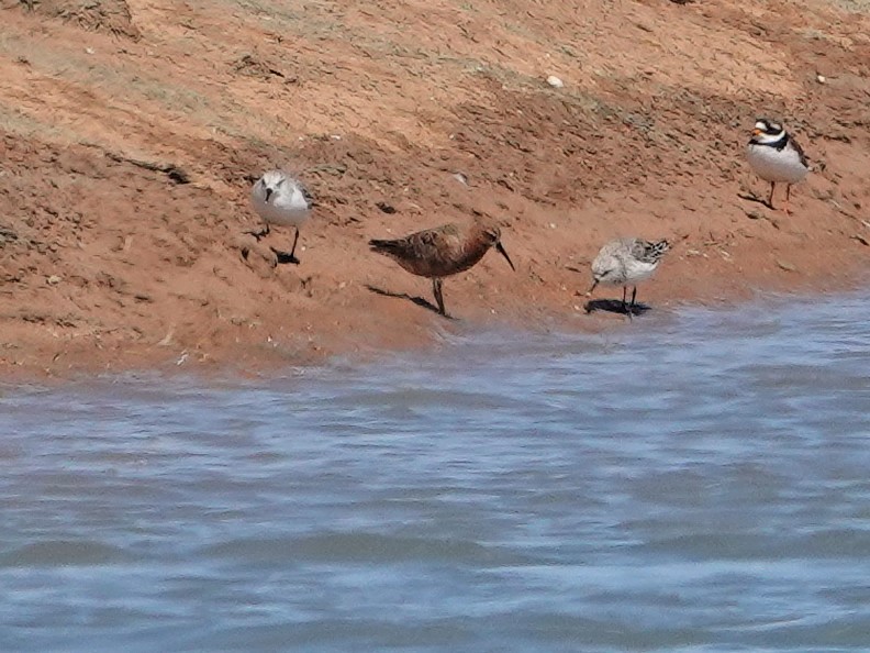 Piovanello comune - ML646851096