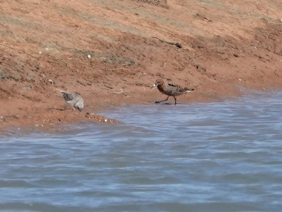 Piovanello comune - ML646851097