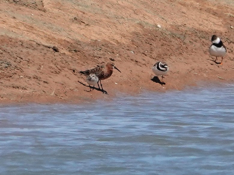 Piovanello comune - ML646851098