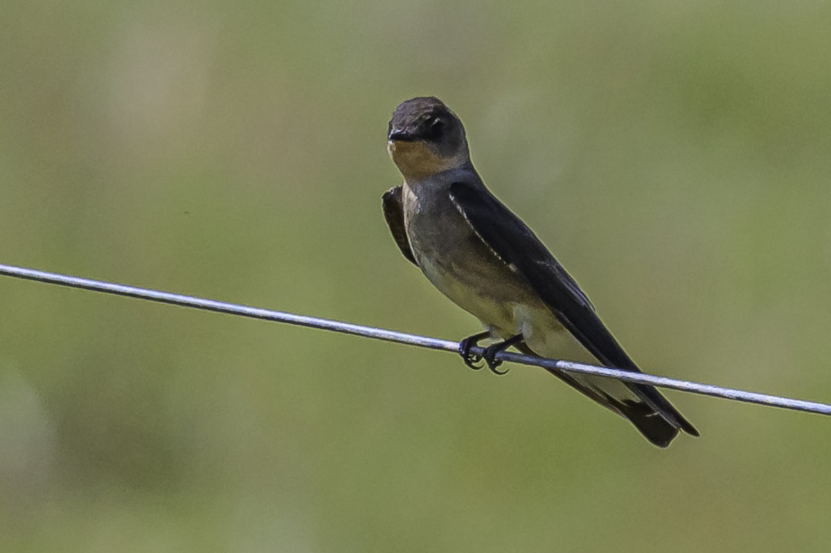 Zimtkehlschwalbe - ML646851099