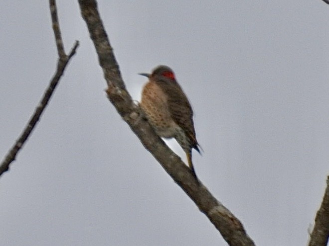 Northern Flicker - ML646851100