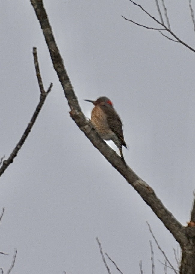 Northern Flicker - ML646851101