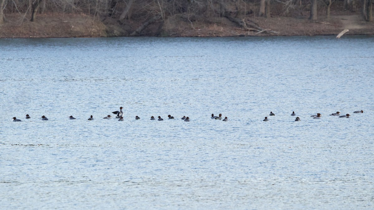 川秋沙(americanus) - ML646851102