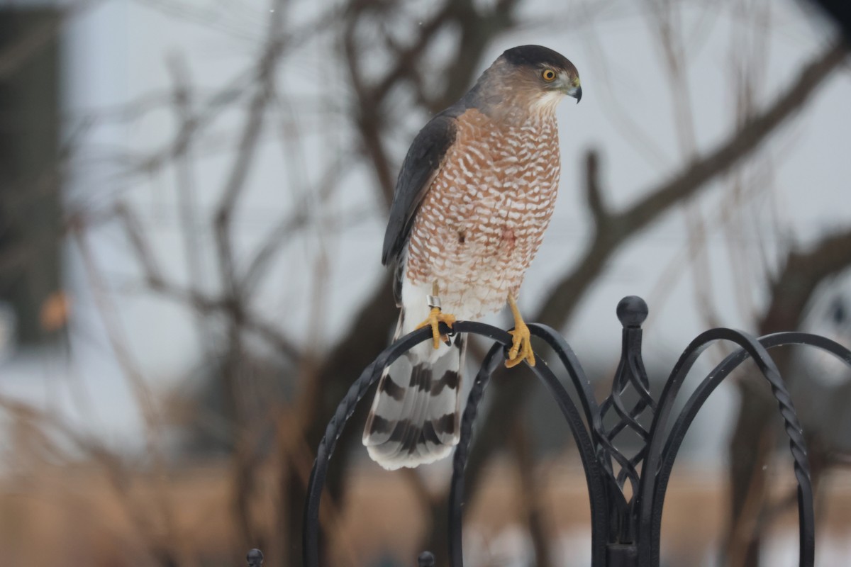 Куперов ястреб - ML646851103