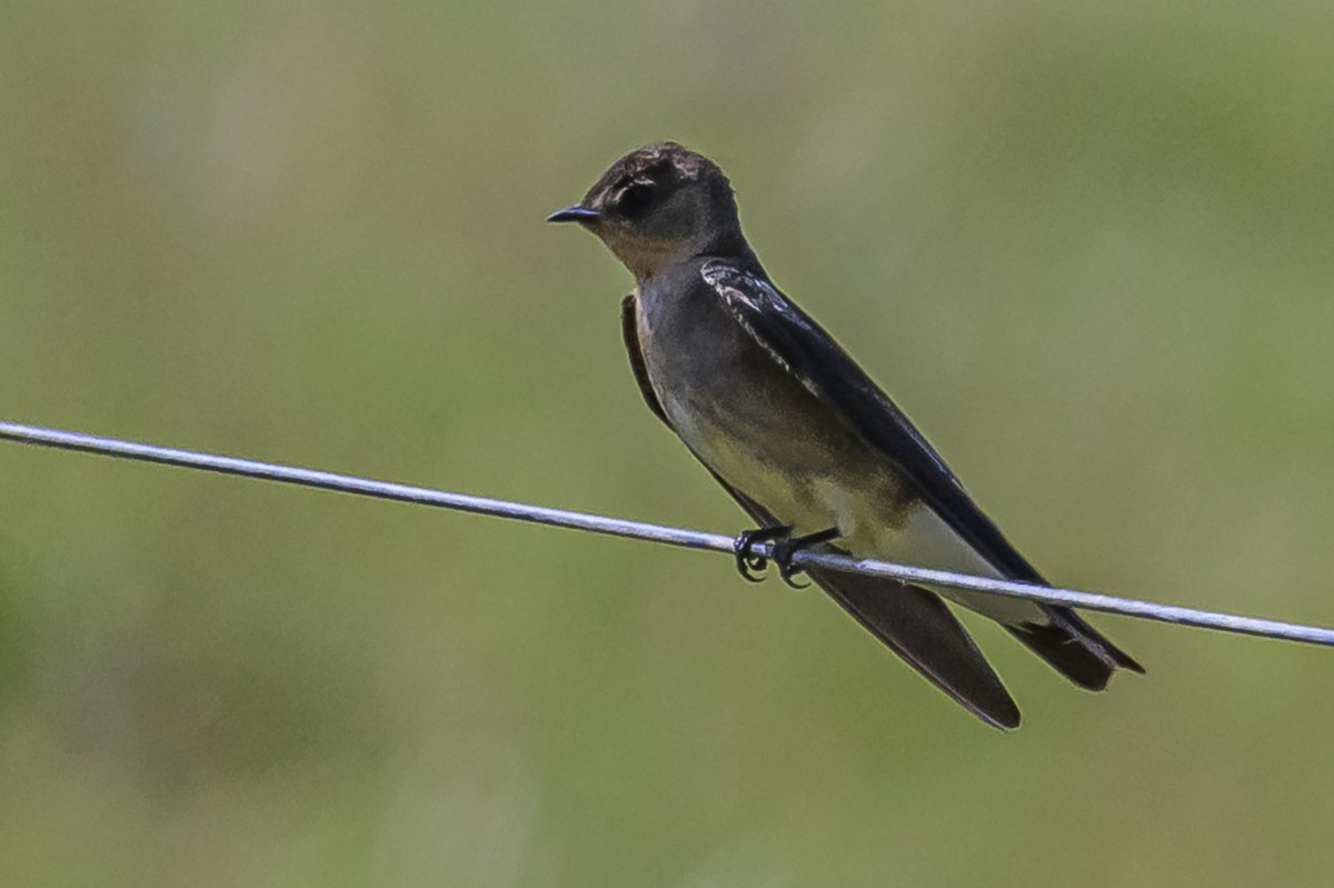 Zimtkehlschwalbe - ML646851108