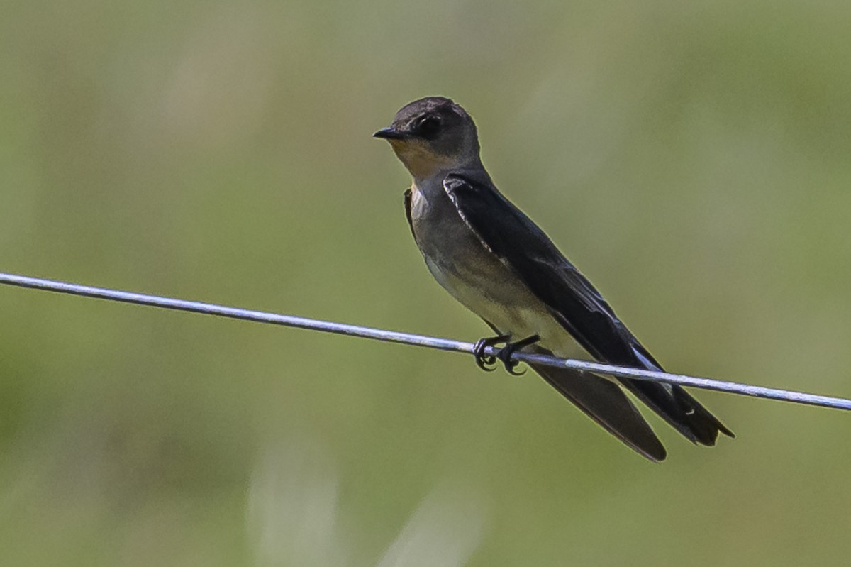 Zimtkehlschwalbe - ML646851109