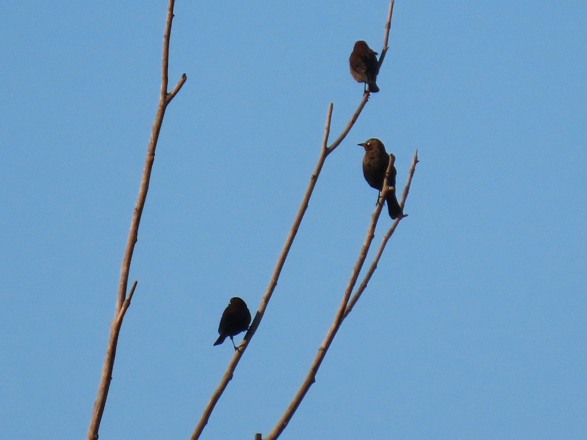 Rusty Blackbird - ML646851112