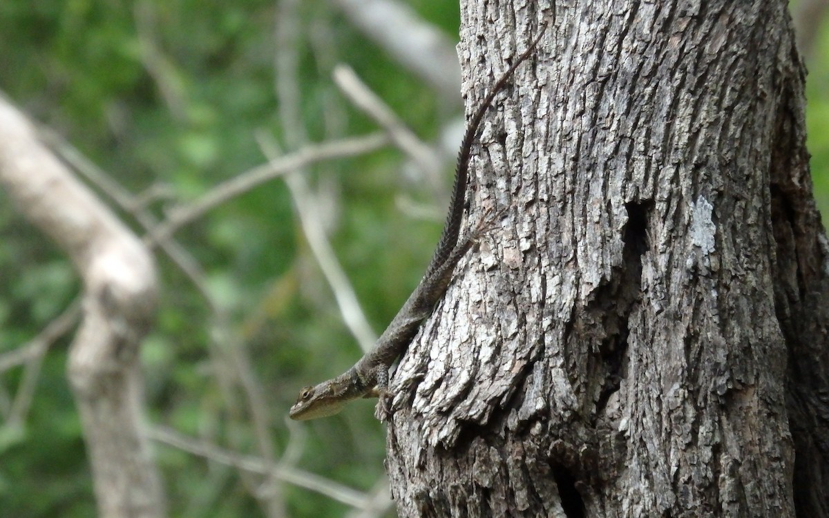 Spiny Lizards - ML646851114