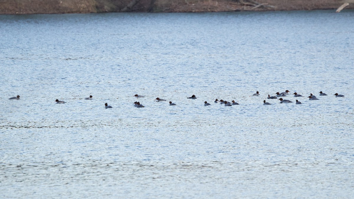 川秋沙(americanus) - ML646851122