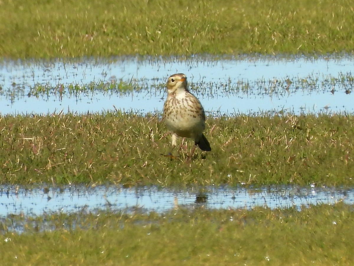 American Pipit - ML646851123