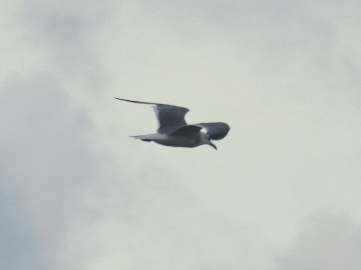 Ацтекская чайка - ML646851129