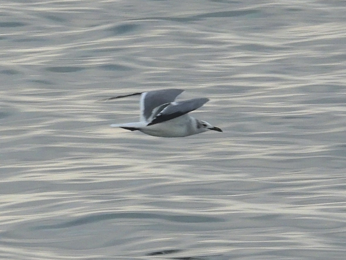 Ацтекская чайка - ML646851130