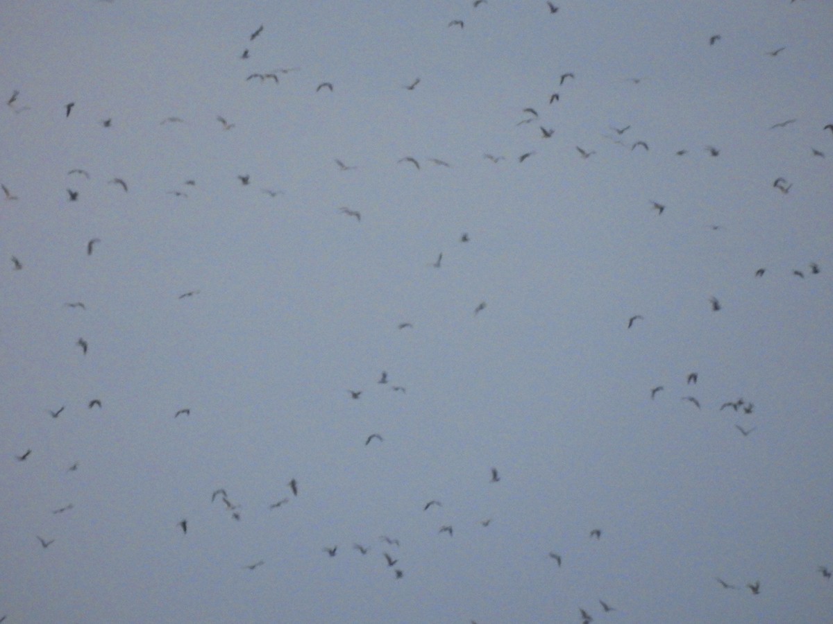 Ацтекская чайка - ML646851131