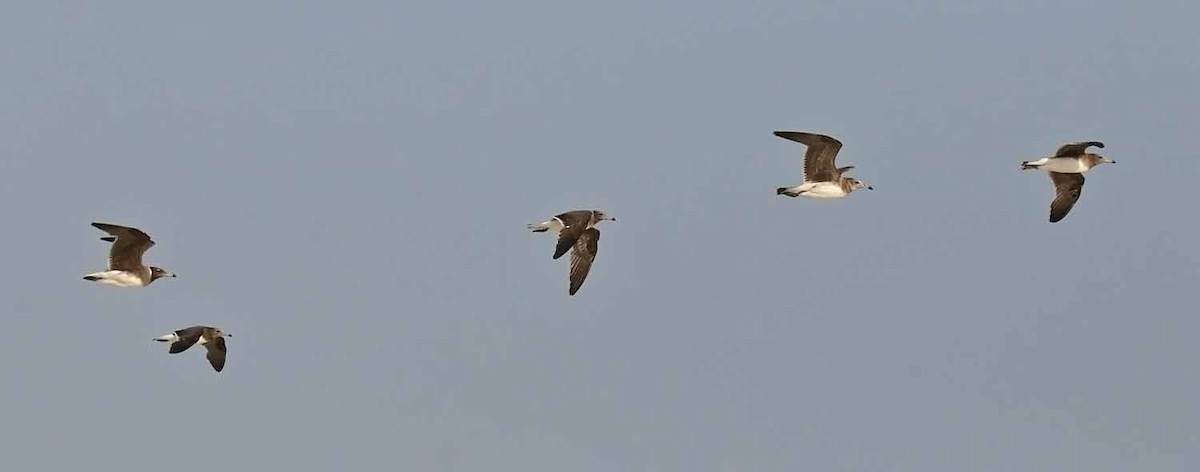 ススケカモメ - ML646851136