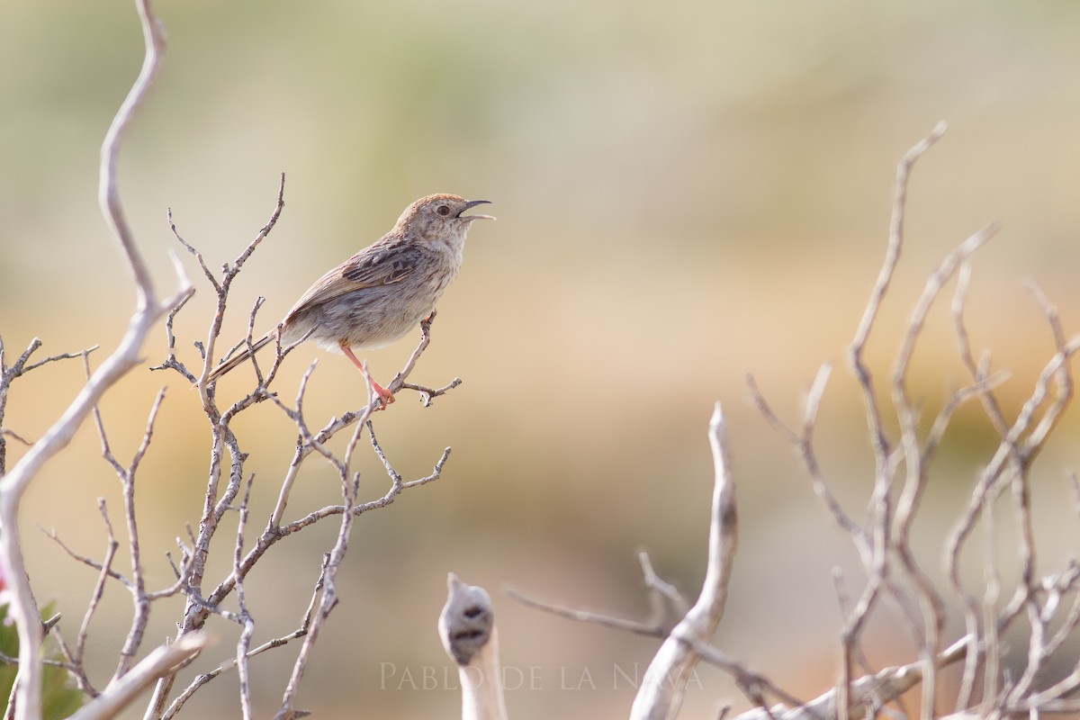 Bergzistensänger - ML646851138