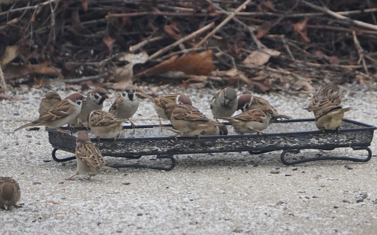 דרור הרים - ML646851148