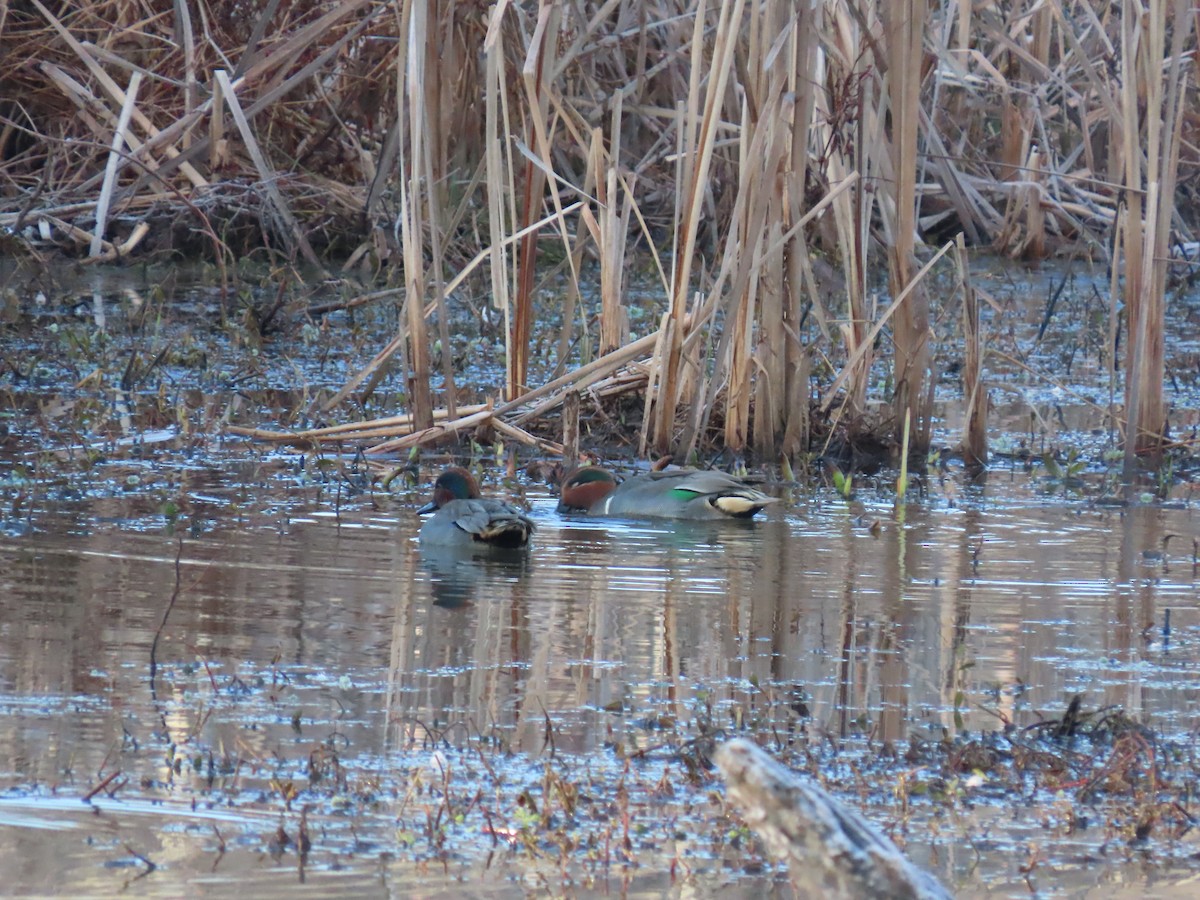 Alzavola - ML646851149