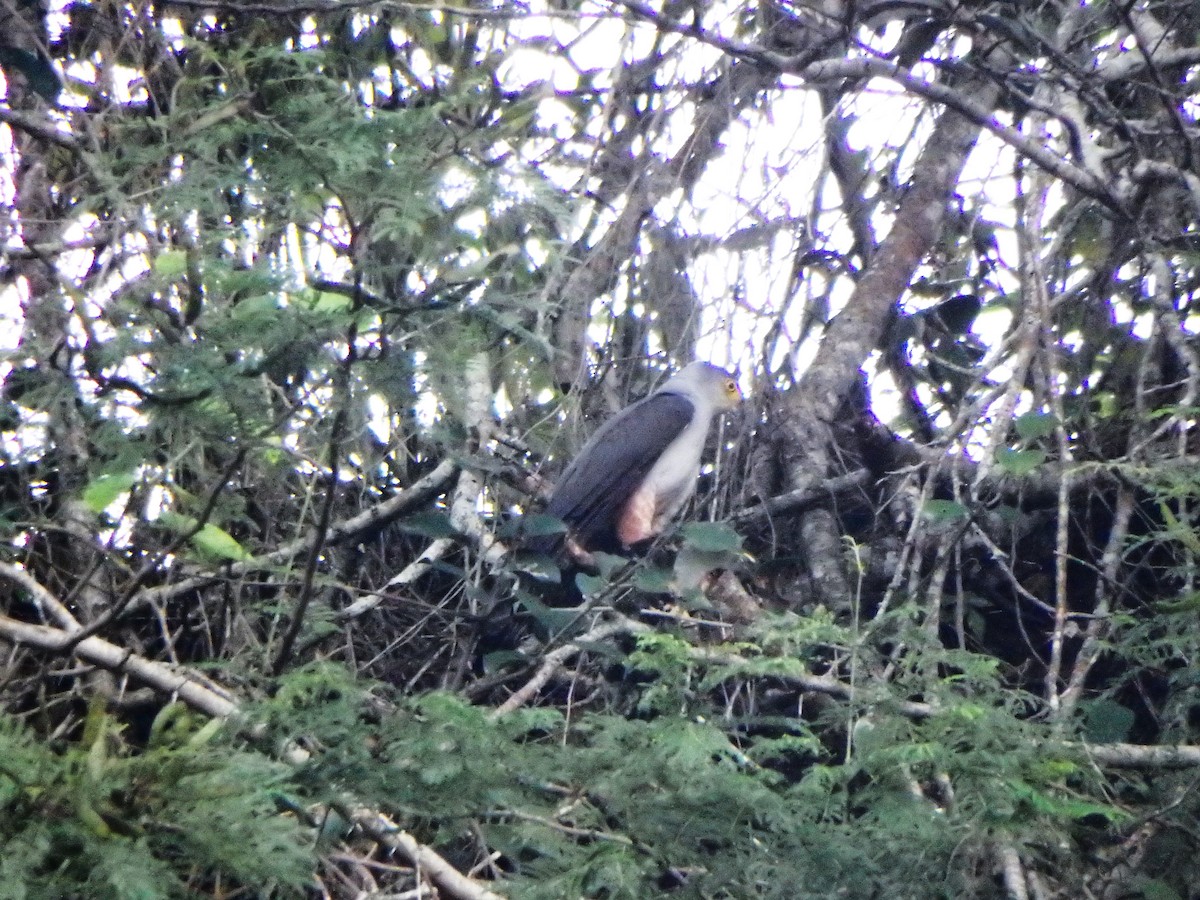 Яструб неотропічний - ML646851153