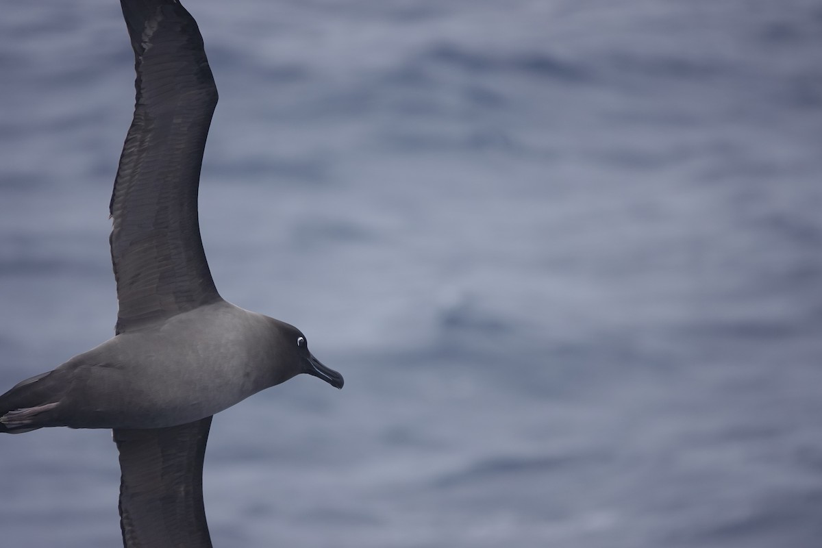 Light-mantled Albatross - ML646851156