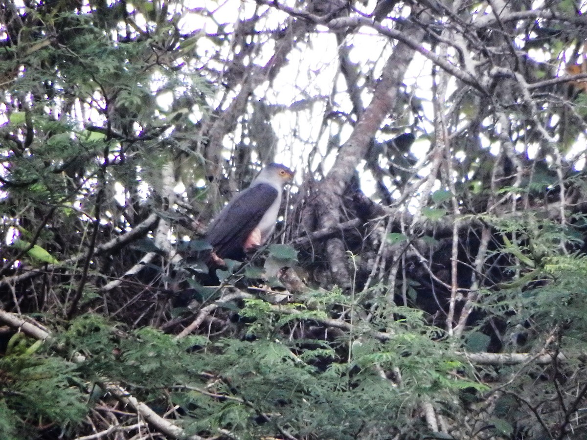 Яструб неотропічний - ML646851157