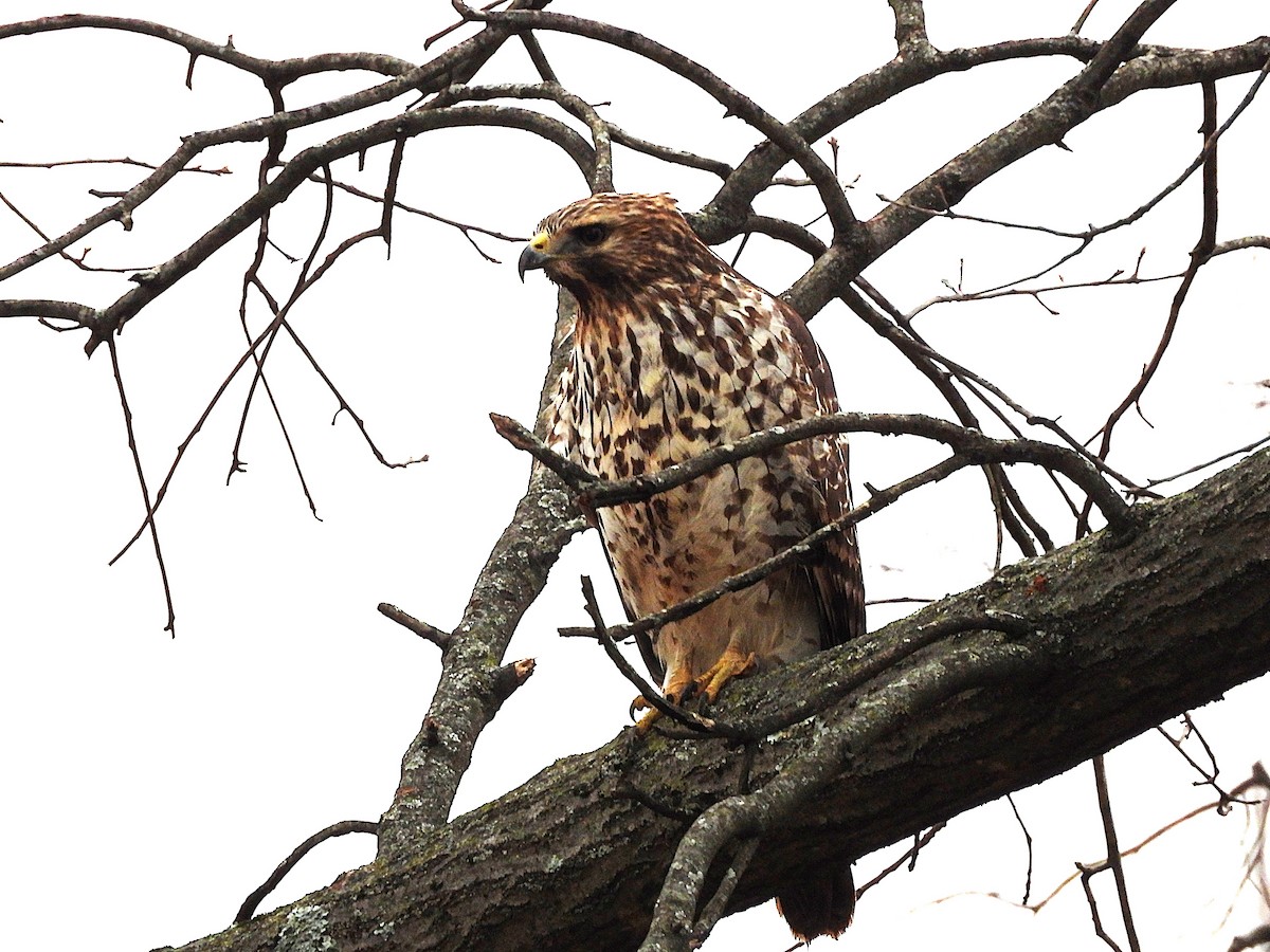 Red-shouldered Hawk - ML646851158