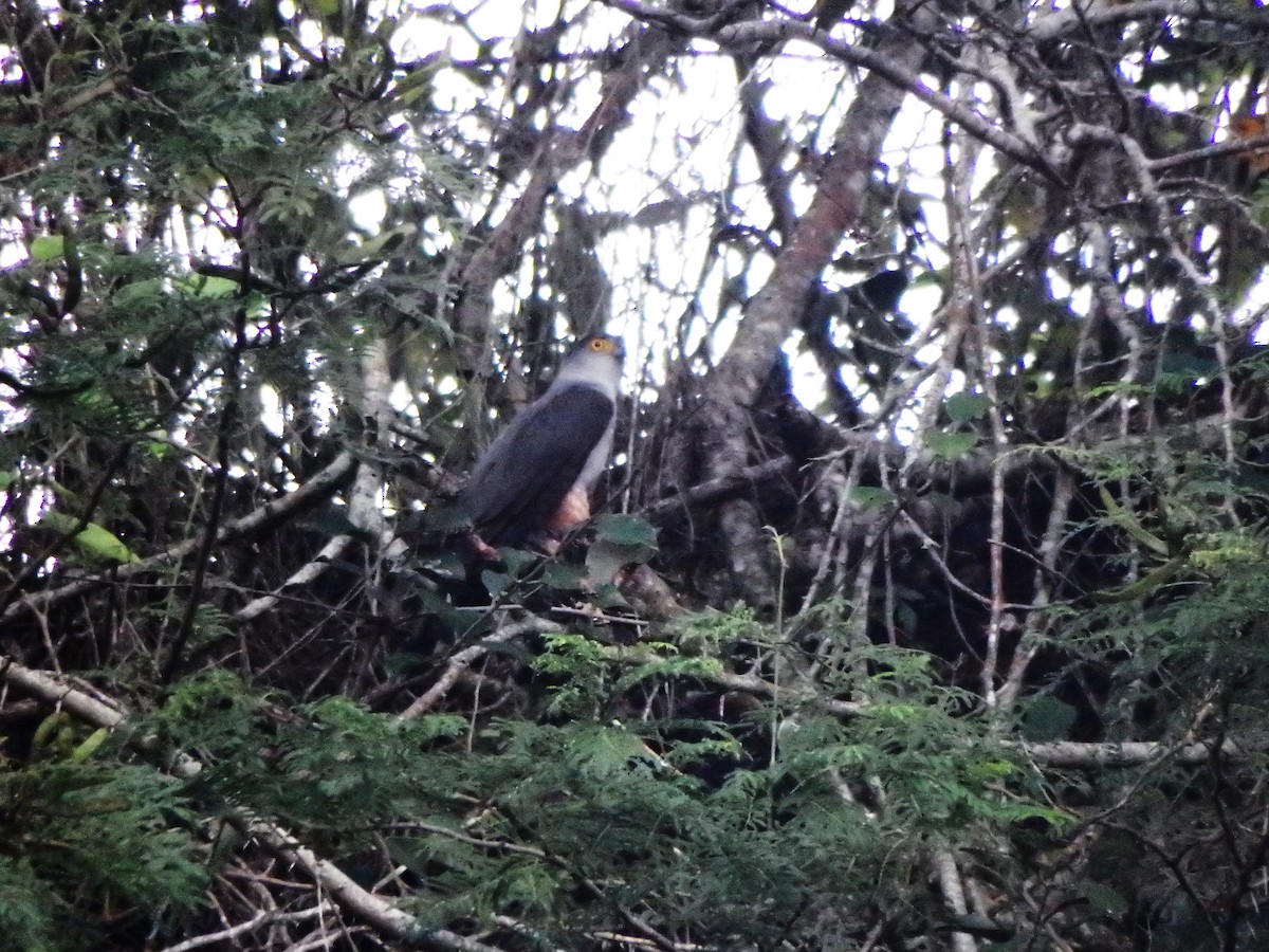 Яструб неотропічний - ML646851162