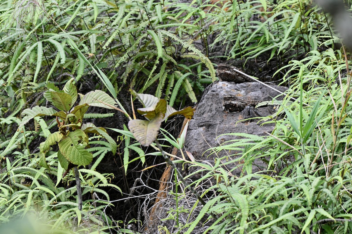 Blackish Nightjar - ML646851163