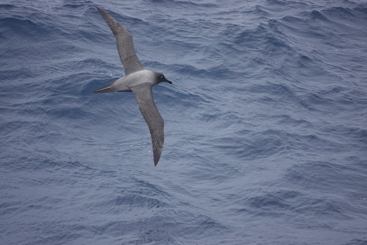 Light-mantled Albatross - ML646851164