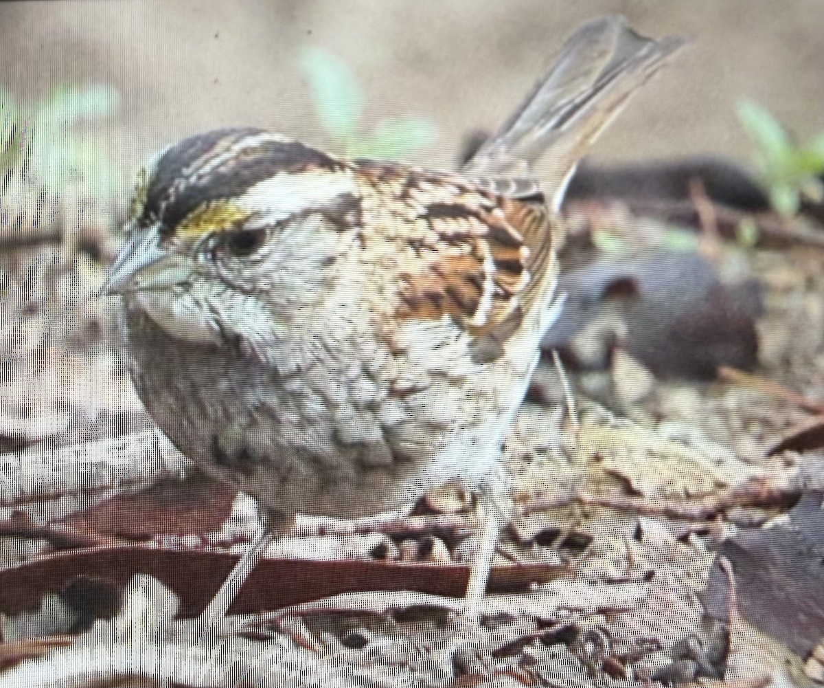 hvitstrupespurv - ML646851169