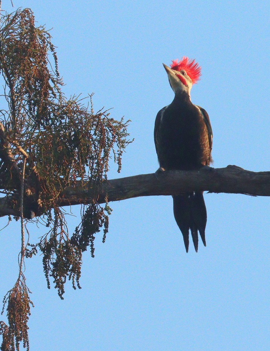Pileated Woodpecker - ML646851170