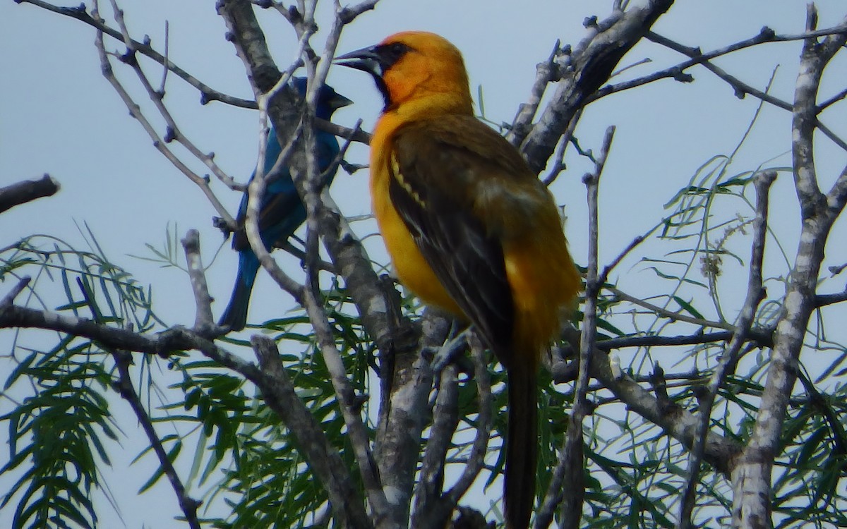 eldoradotrupial - ML646851171