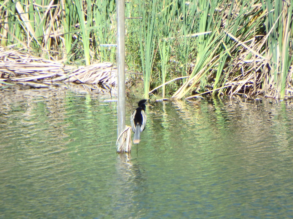 Anhinga - ML646851179