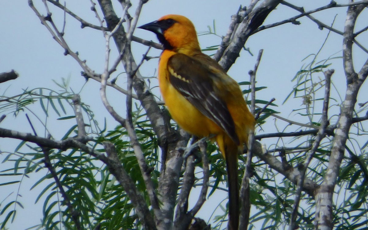 eldoradotrupial - ML646851183