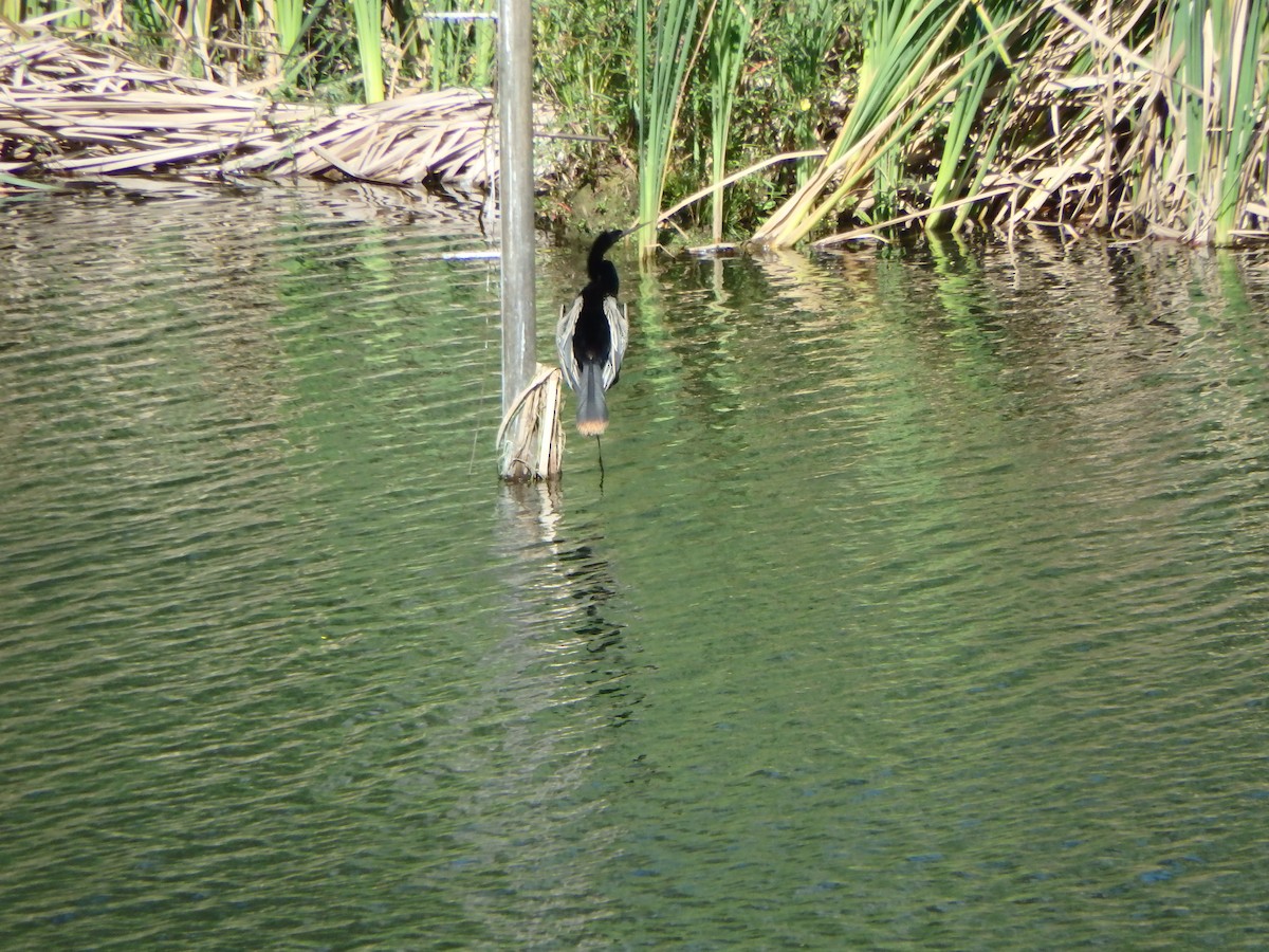 Anhinga - ML646851184