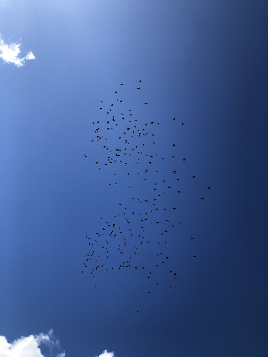 Cuervo Pescador - ML646851185