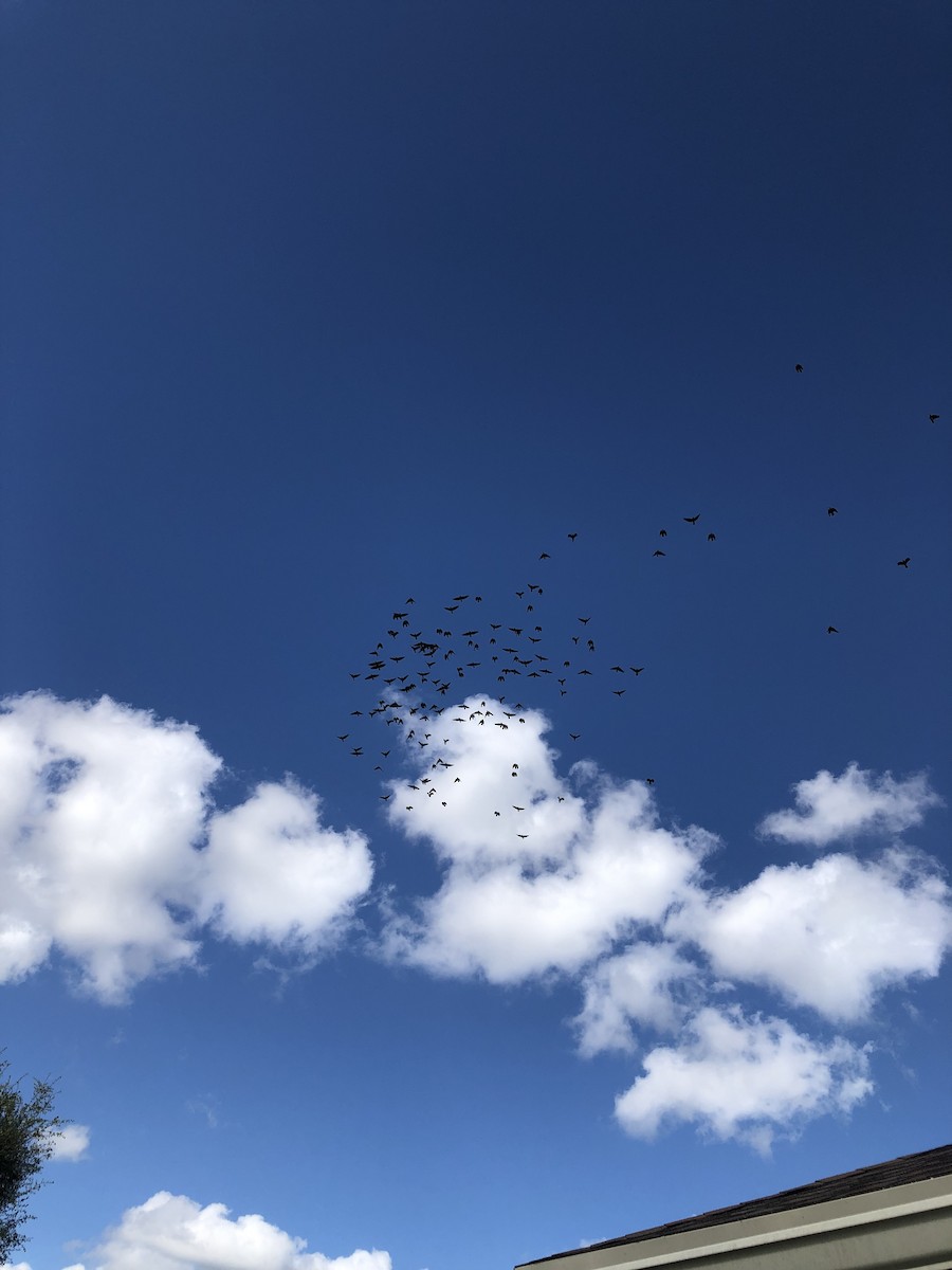 Cuervo Pescador - ML646851186