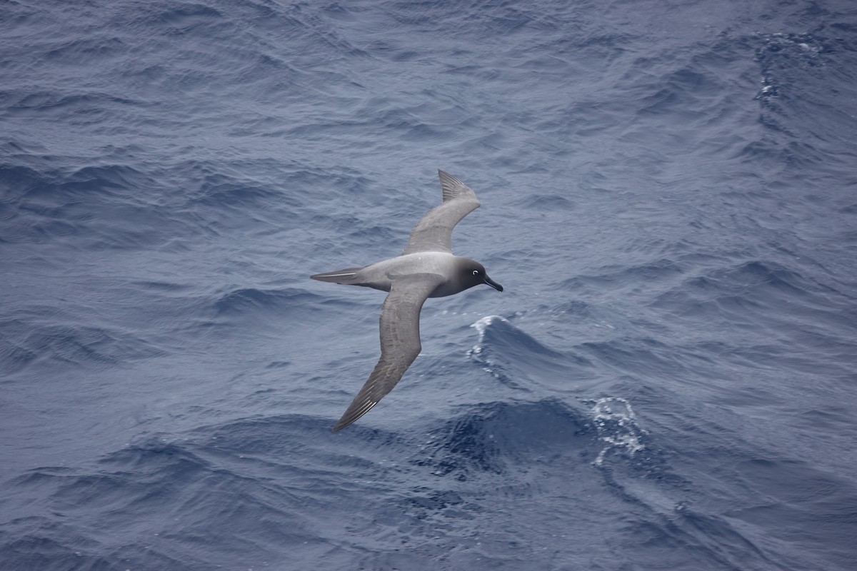 Light-mantled Albatross - ML646851187